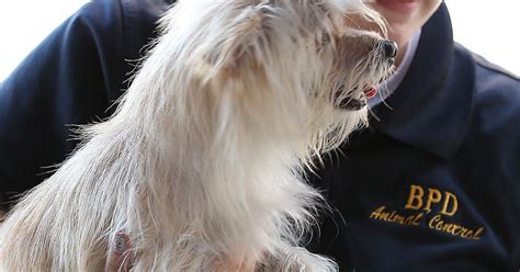city of bakersfield animal control|Animal Complaint .